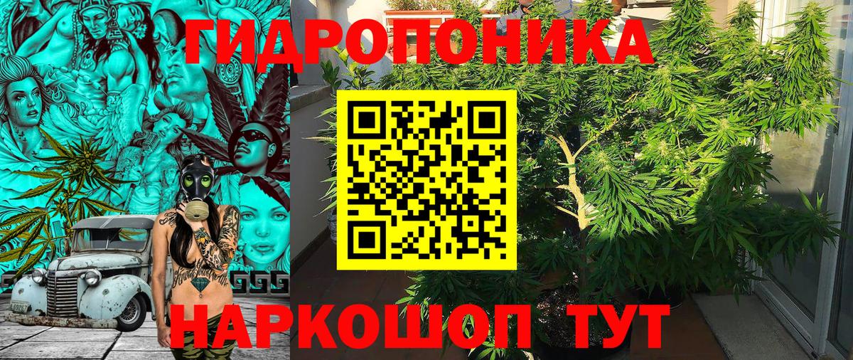 Каннабис индика  Конопля MAZAR  Бошки марихуана Bruce Banner  Удомля  Вход с VPN  Конопля марихуана 
